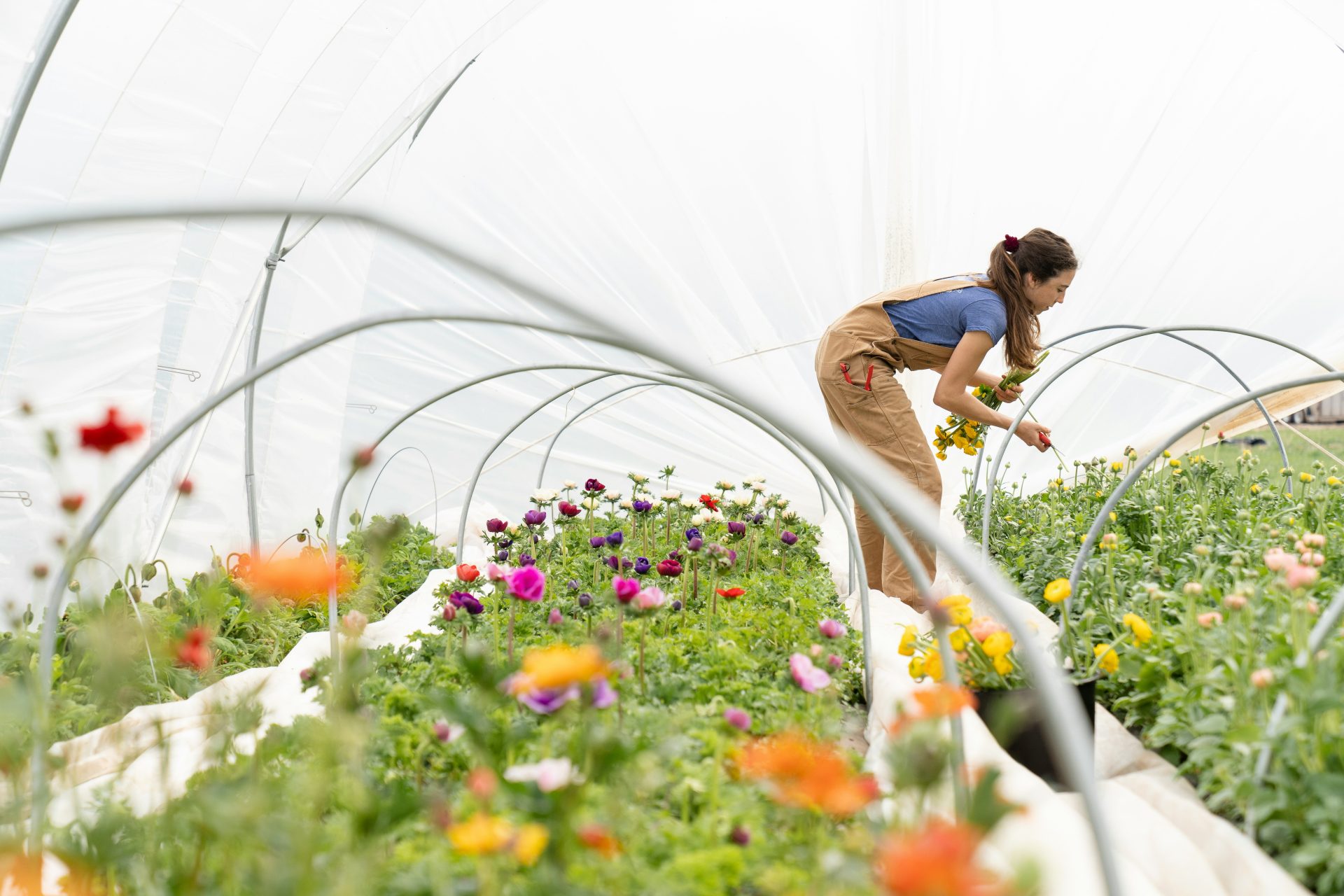 Frau arbeitet in Blumenfeld