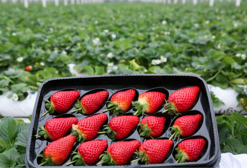 Erdbeeren in einem Feld
